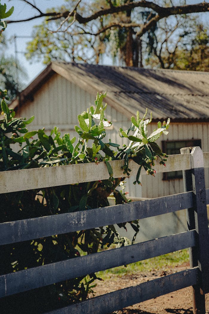 A rustic fence and cactus beside an old wooden house under a bright summer sky in Arapongas, Brazil.